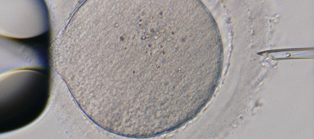 Nikon Mikroskope für klinisches Labor